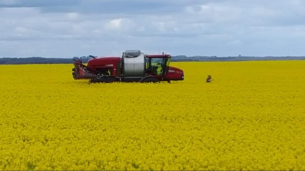 agromons's tweet image. GT50 looking a million bucks at Coomalbidgup #paddockpride @NuseedAustralia