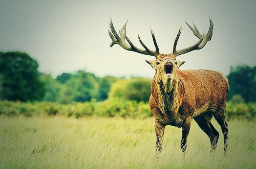 exmooremperor's tweet image. Being back in the studio got the Emperor like #goingbackin #staglife #northyorkstoN16 #N16