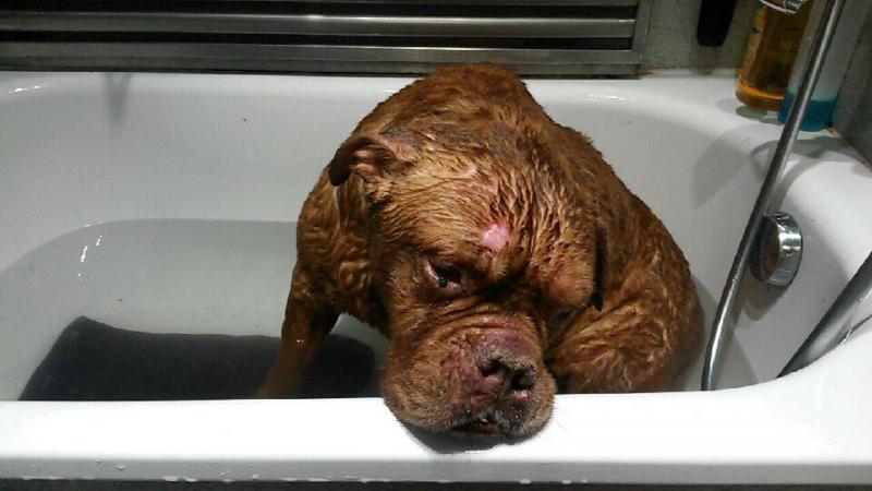 FBB_Officiel's tweet photo. En attendant le procès, la chienne enterrée vivante (sauvée par un passant) va mieux ! http://t.co/fo3s4MmE0l http://t.co/wSNVXoauUN