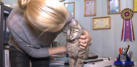 Your Cat Rules tweet media