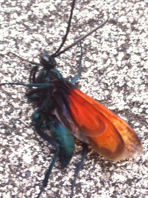 #tarantulahawk the tarantula hawk ain't nothing to mess with. They tried to assassinate me http://t.<a href="/tag/tarantulahawk"class="tags">#tarantulahawk</a>