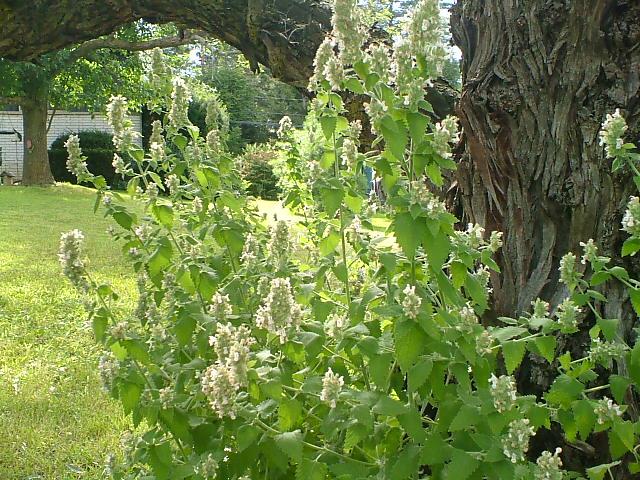 CrackForKitty's tweet image. Look at the #CrackForKitty #CatNip grow...