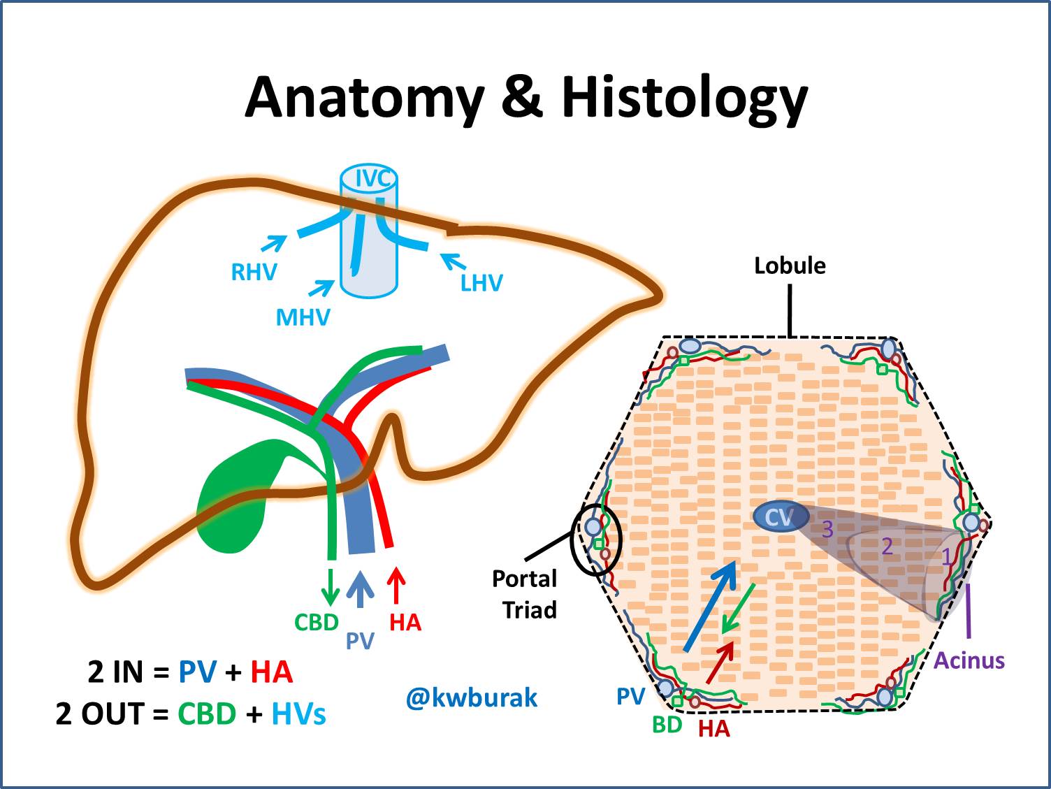 Liver Lobule Anatomy Model Biology Diagrams