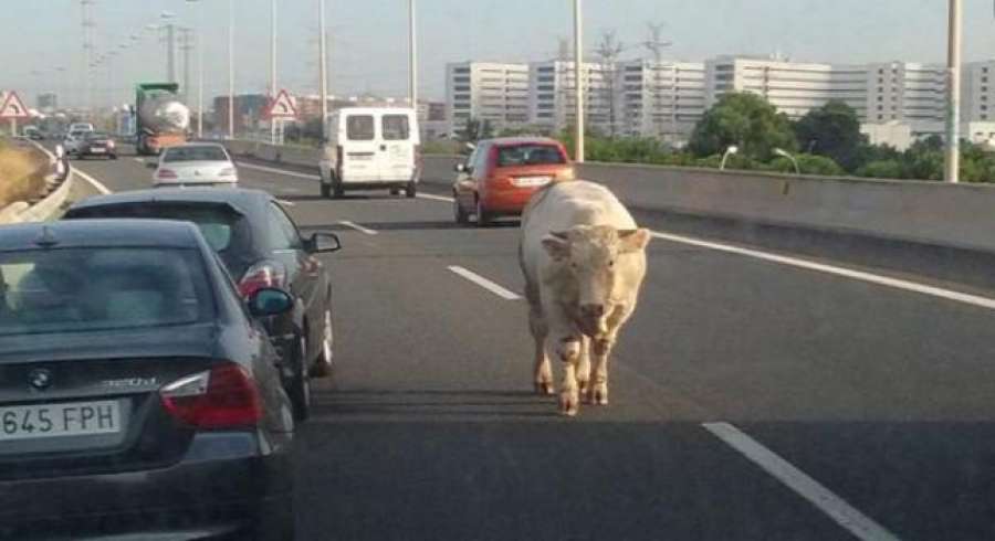 A3Noticias's tweet photo. Una vaca provoca retenciones en una autovía de Valencia tras escaparse de un camión http://t.co/G3B4C7YFgJ http://t.co/ynkycSVXeE