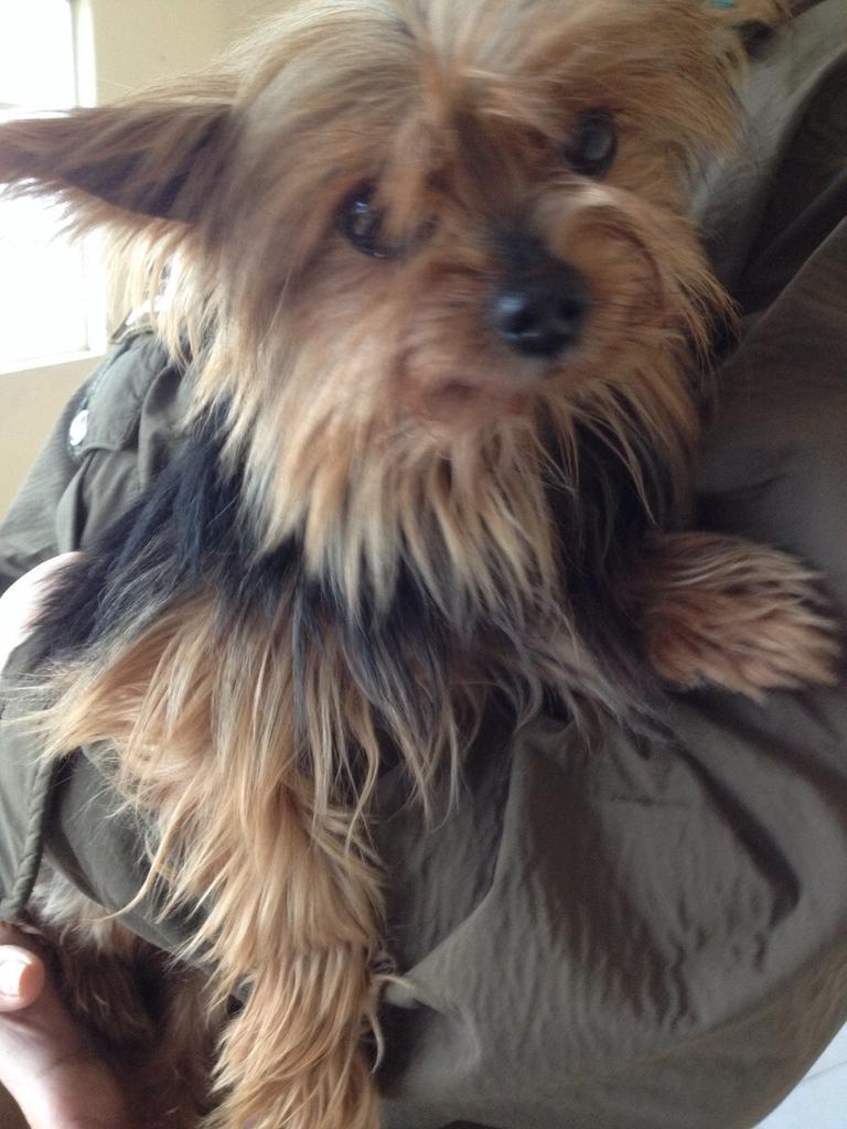 Valparaíso: En la 8va Com., se busca al dueño de este perrito entregado ayer  en buenas condiciones de salud.