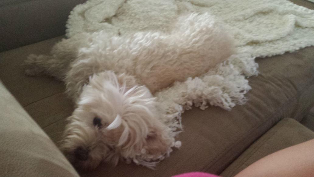 Claudiaaamparo's tweet image. Si no llega a ser por los ojillos y la nariz no se distingue de la manta jjj #engustaito😍 #susitiofav🌟