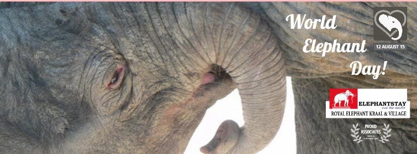 BelyndaZ's tweet image. #WorldElephantDay 12Aug  #Elephantstay #RacingExtinction #conservation #humane #eletourism #animalwelfare #extinction