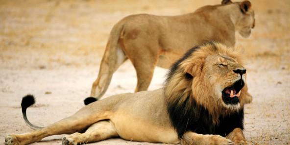 jeune_afrique's tweet photo. Goodwell Nzou, le #Zimbabwé-en qui a remis #CecilTheLion à sa place http://t.co/eWEFruFw6Y #Cecil #chasse http://t.co/tO0AVX8hAo
