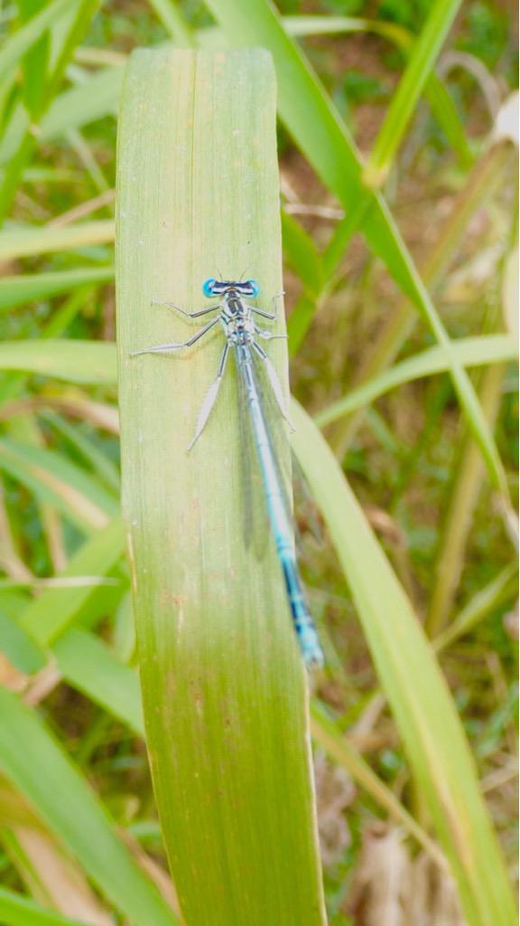 zeeemanq's tweet photo. Attempts at #macro lol #notworked lol http://t.co/LlICq2g6R7