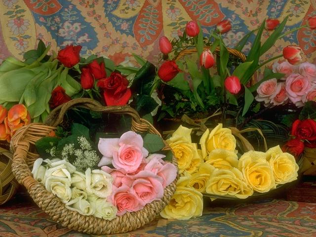  Jacqueline Fernandez Happy Birthday To You. 