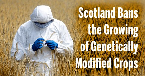 michellemacewan's tweet image. #Scotland Bans the Growing of #GeneticallyModifiedCrops ecowatch.com/2015/08/10/sco… 
via @EcoWatch