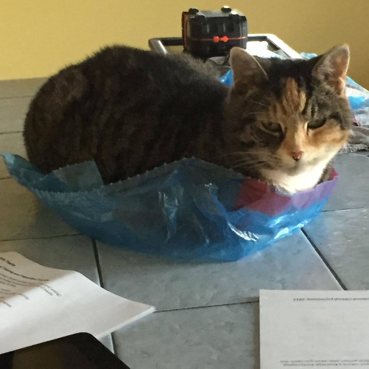 "Jimmy" loves bags even more than boxes. How about your cats? #sillykitties