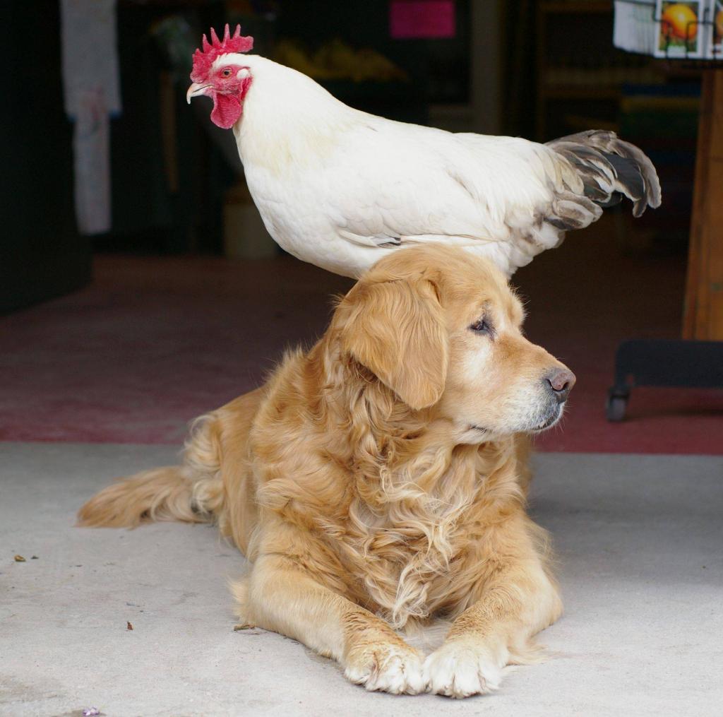 CountryLiving's tweet image. Come up w/ a caption for this photo &amp;amp; you could win a year's worth of @PetSmart dog food! cntry.lv/6011B144J