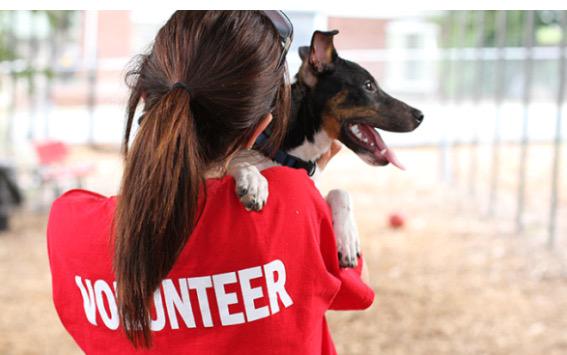 dogssaving's tweet photo. Things shelter volunteers wished you knew...Our favorite? 'Rescue dogs are not broken' http://t.co/Jmd5ZoDKRk http://t.co/IWk096xIDP