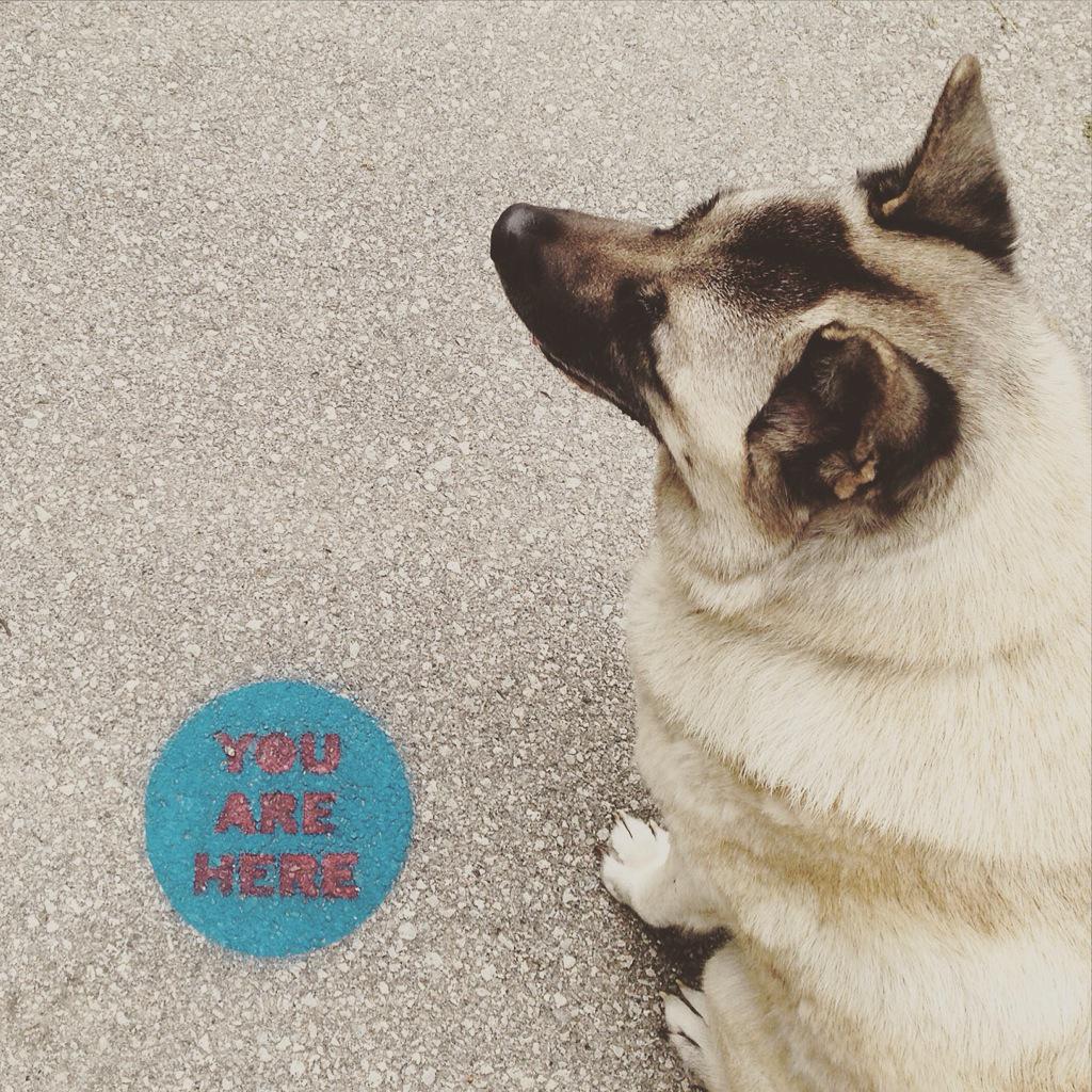 VincentLuk_'s tweet photo. be present. be patient. be mindful. 🐕🌿 #mindfulness #youarehere http://t.co/FikQKHX2lO