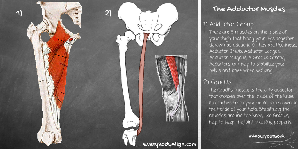EveryBodyAlign's tweet image. Want to stabilize your hips &amp;amp; knees? Get to know your Adductor Muscles! #KnowYourBody #anatomy #health #yoga #muscle