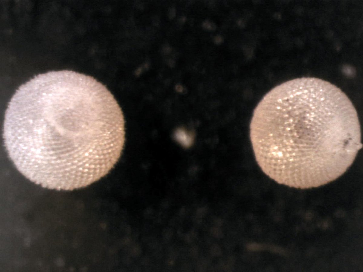 Lovely little Miocene radiolaria (Cyclamoterium Neatum) from the Central Pacific, happy #MicrofossilMonday everyone!