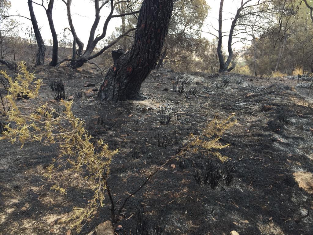 IreneJodar's tweet photo. Así está la Sierra del Almirez en #Lorca a día de hoy. Incendio controlado aunque se sigue trabajando #IFAlmirez http://t.co/WGkGtXhZh7