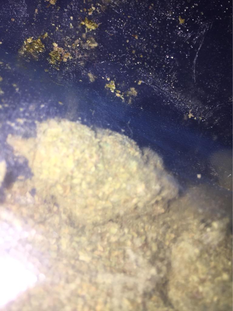 Legalize2Help's tweet image. Kief covered nugs😍😍😍