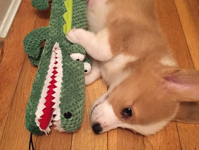 Petco's tweet photo. Our pets like to cuddle with their own pets too. (Pic: Maiki the #Corgi) http://t.co/DAw9JlPM3g
