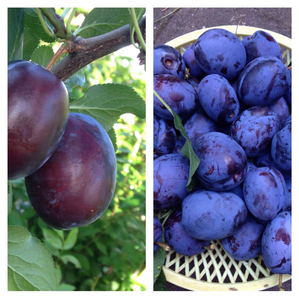 Samreens6's tweet photo. Garden plums😍 so sweet!🍃 http://t.co/xMQw6rBjhc