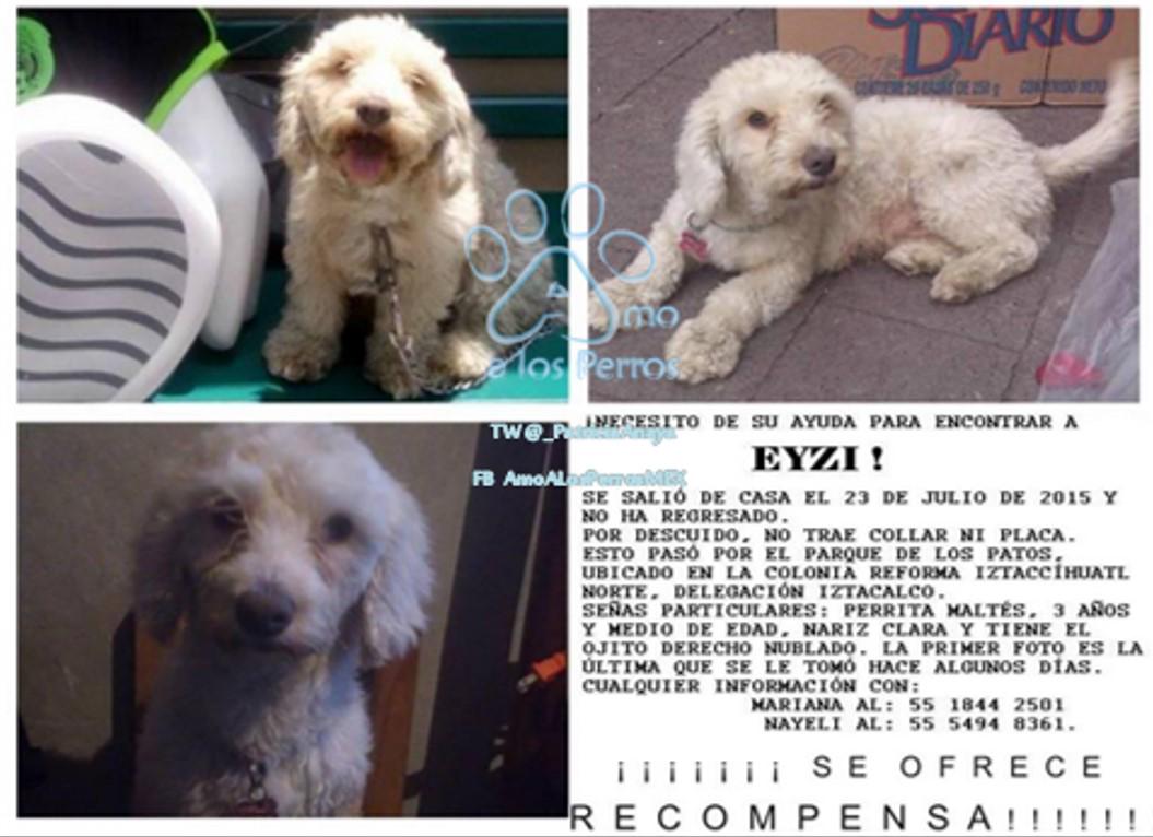 _PatriciaAnaya's tweet image. #SOS PEQUE #EYZI SIGUE #Extraviada  @_PatriciaAnaya @Tapioca_mmm  GRACIAS X RT