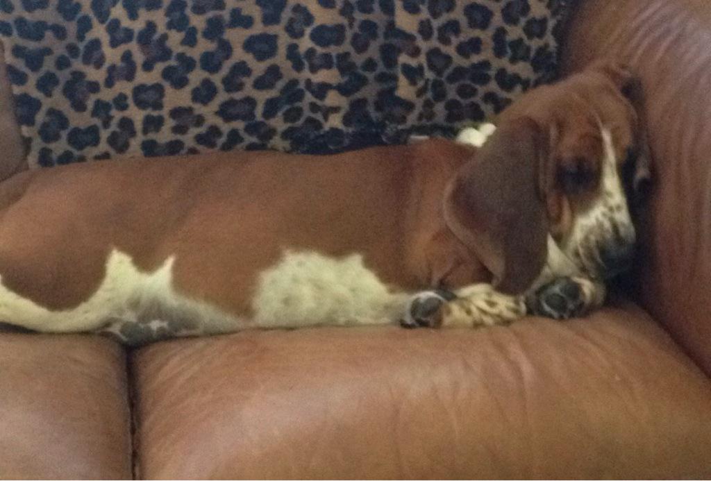 tallulah_basset's tweet photo. This is how we do 106 degrees. #texas #immigrant #madeforshade http://t.co/PgBWntyUdm