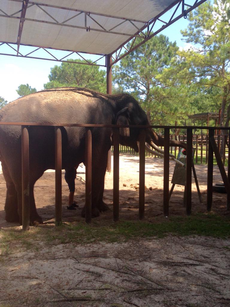 Kelly_cBoyle's tweet photo. Everyone should go and support @TwoTailsRanch! All proceeds go to the animals🐘❤️ http://t.co/WfubQWfvdg
