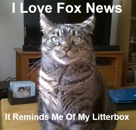 HistoryGoon's tweet photo. Even my cat agrees.... http://t.co/4i26T14ELZ