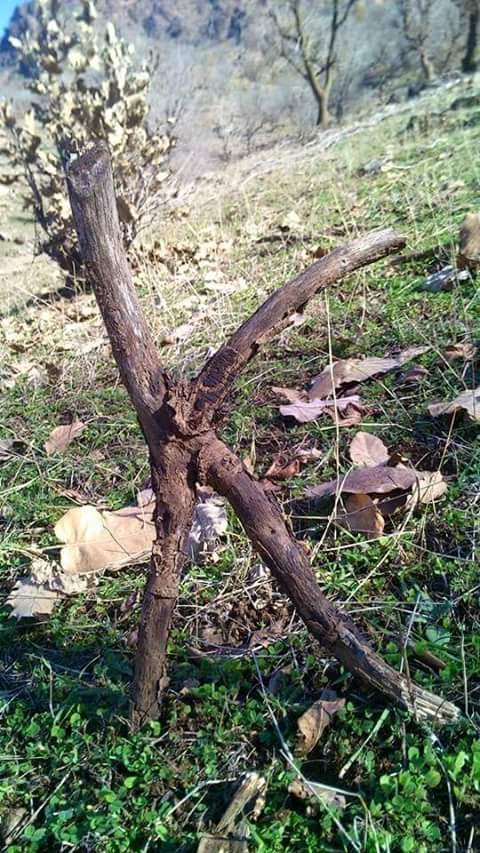 Şev baş مساء الخير