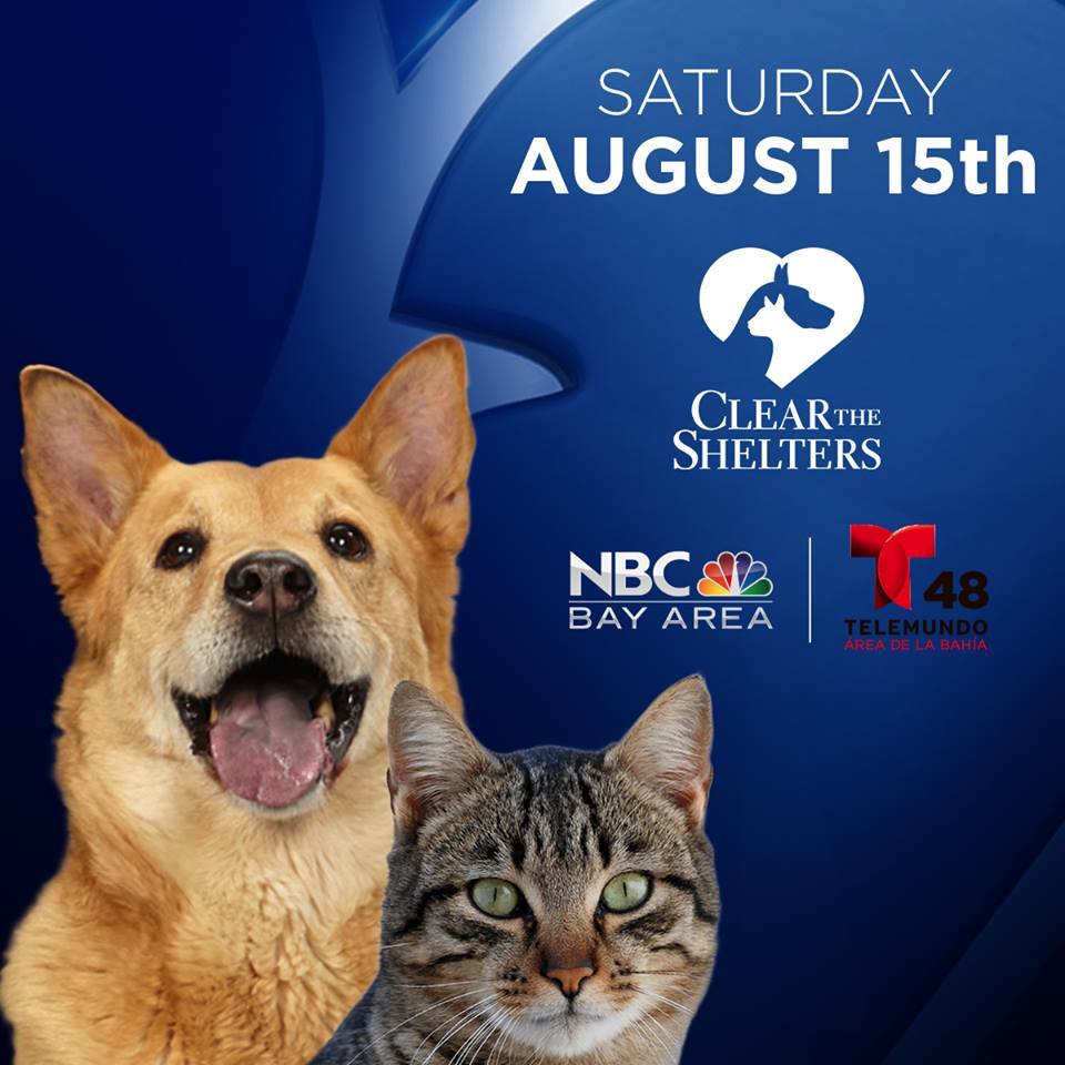 sfspca's tweet photo. Help #ClearTheShelters - FREE adoptions @ both campuses! Our Mission Campus will even have a popup cat cafe! http://t.co/1rHOZCiMVf
