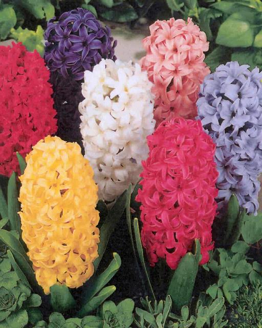 #nujardin #florist #flowers