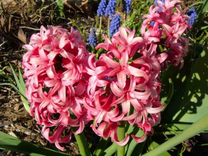 #nujardin #florist #flowers