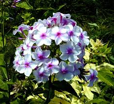 #nujardin #florist #flowers