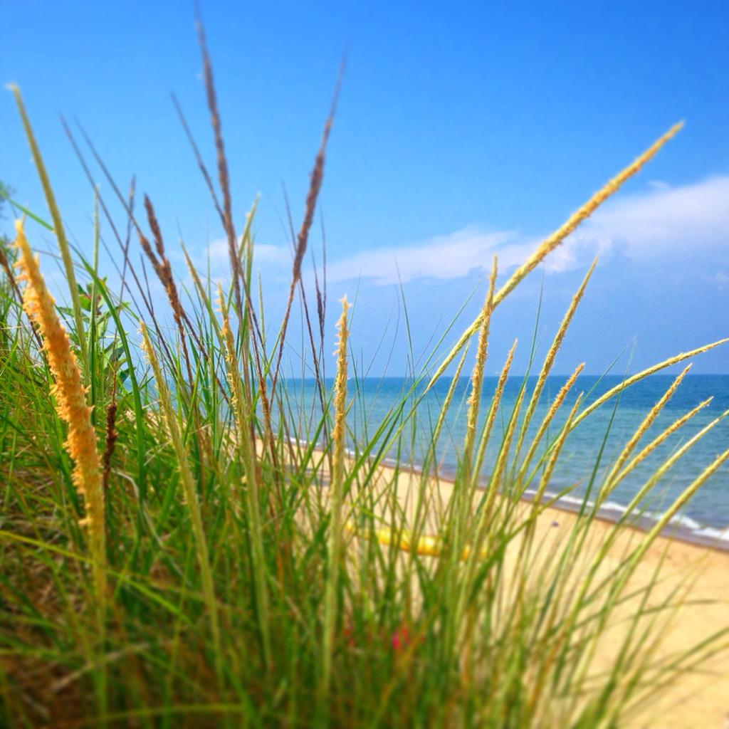 DigtheDunes's tweet photo. Beach grass changing colors. #firstsignsoffall http://t.co/tO1fDw3NdH