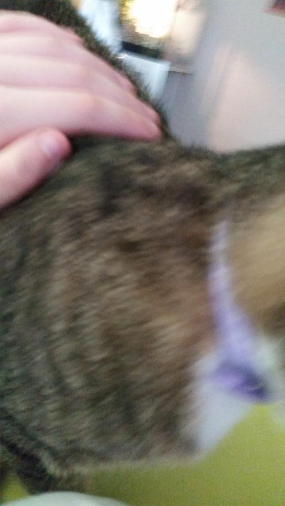 tyree_the_cat's tweet photo. Trying to take pictures of Tyree be like http://t.co/DA0XIMxf3e