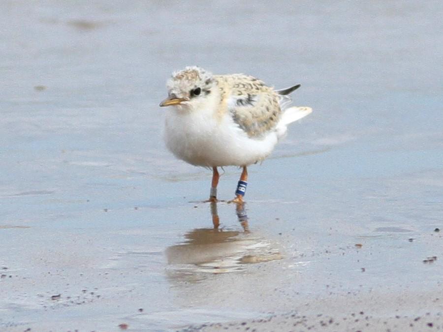 IanFouk's tweet photo. Little Tern - Crimdon - 29 now fledged fr warden. Sev. colour ringed
@clevelandbirds http://t.co/msPFQjBksx