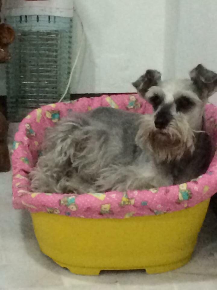 <a href="/SoyCooCo/">Abril Co-Co♥</a> <a href="/PrrosPerdidosMX/">PerrosPerdidosMx</a> <a href="/HuesitosDF/">Huesitos DF</a> @PerroContentoMx <a href="/APASDEM/">APASDEM, A.C.</a> andamos buscando a esta se llama Sheyla