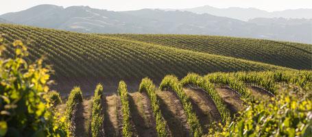 ClassicalRush's tweet photo. #Pairings features wine with classical music (match made in Heaven!)  @Wente #MorningFog Chard http://t.co/HBnMnwV6LA http://t.co/Ktcj0f2FMD