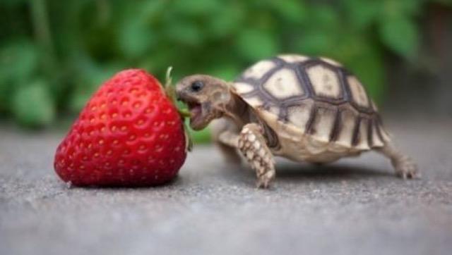 babyanimals_'s tweet photo. Me when I see food🍓 http://t.co/EtsiYHUp3f
