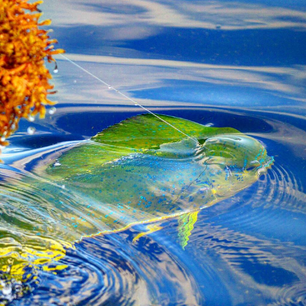 Thewhippersnapper tweet media