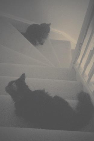 AliceRegan's tweet photo. Everywhere I go tonight I have two little shadows http://t.co/bcfEUPkCKW
