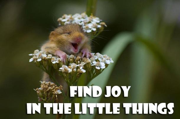 HAM_STRONG's tweet photo. #MondayMotivation

#motivation #mondays #joy #inspiration #quotes #happiness #cute #adorable #adorbs #aw #hamster http://t.co/canlrCnxv9