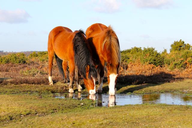 The 'wild' ponies on the #NewForest are actually classified as semi-feral and are owned by local people with common rights. #commoners