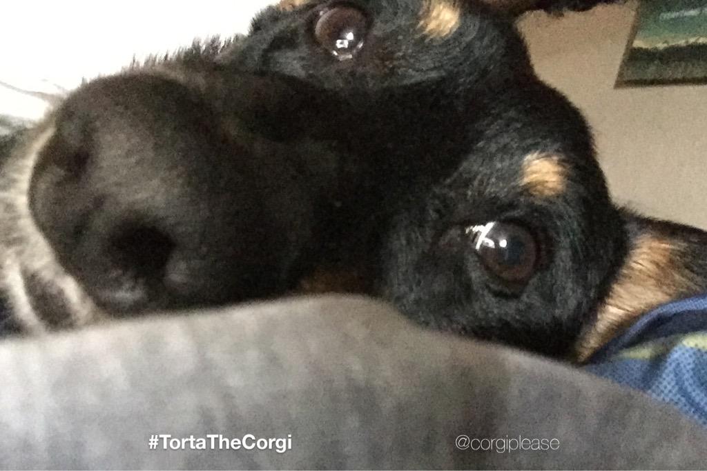 CorgiPlease's tweet image. The &quot;It&apos;s #Monday, again!&quot; Look. #😑 #corgi #bed #sleep #MondayBlues #ウェルシュ#コーギー #ウェルシュコーギー #TeamSleep #InBed #wink