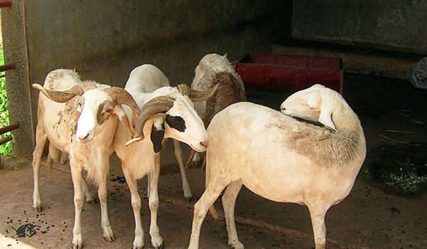 livestocklab's tweet photo. One of our most recent projects uses a #OneHealth approach to study parasite transmission http://t.co/ZEbeZu8cn7 http://t.co/wFidoi6MNQ