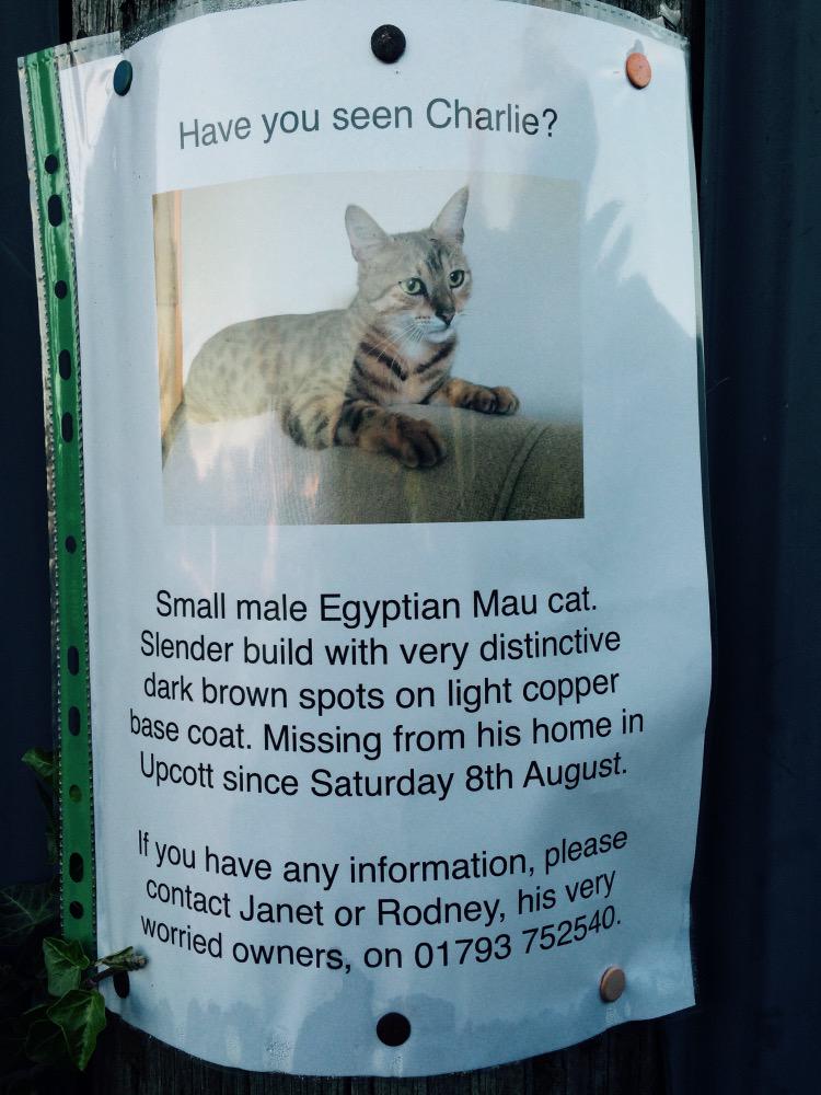 LattonParish's tweet image. #Latton #LostCat please call worried residents if you see lost Cat