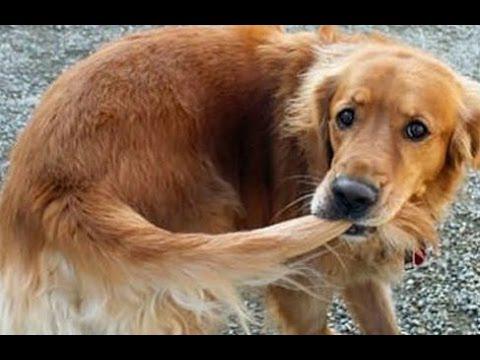 ##Funny# ##Dogs# ... - #Cute #CuteDog #CuteDogs #Dog #DogChasesTail #DogChasingTail - wp.me/p5CvtF-84W