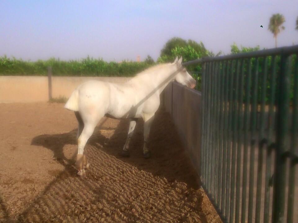 JAVM_99's tweet photo. Hay clases de caballos y caballos con clase. Buenas noches #Retama http://t.co/Q0jsm4BMXb
