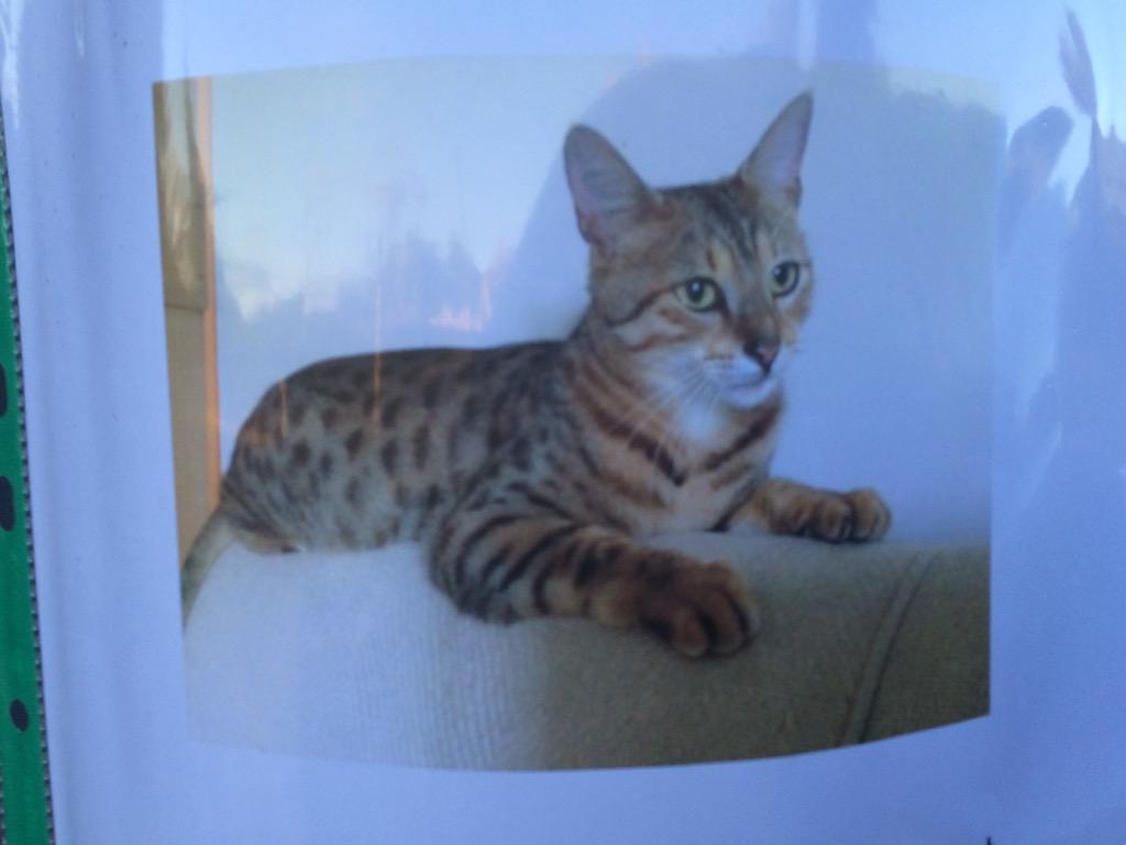 LennonTHFC's tweet image. #LostCat #Latton please contact worried residents if you see their cat. Thank you @LattonParish